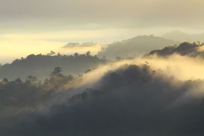 Panoramic shot of trees on landscape against sky