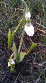 Close-up of flowers growing in field