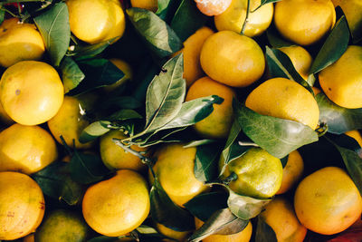 Tangerines with branches