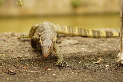 Close-up of lizard