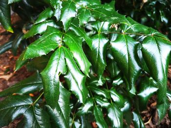 Close-up of fresh green plant