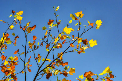 Low angle view of yellow flowering plants against clear blue sky