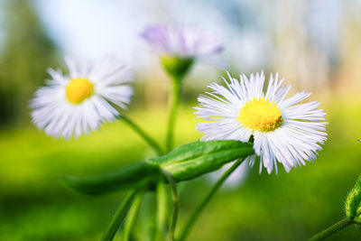 Close-up of flowers blooming outdoors