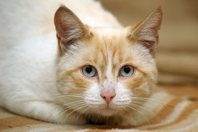 Close-up portrait of a cat