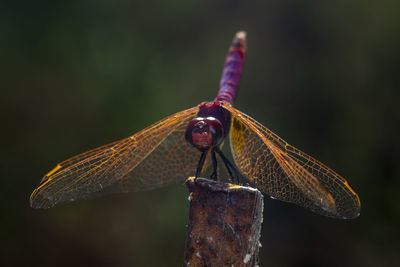 Close-up of dragonfly