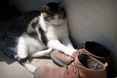 Low section of man sitting cat