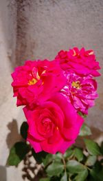 Close-up of pink rose flower