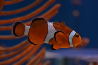 Close-up of fish swimming in aquarium