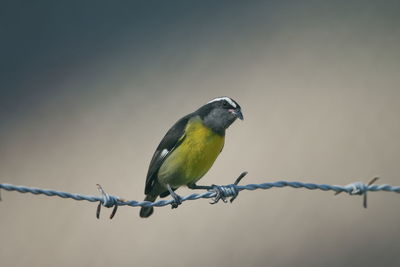 Close-up of bird perching on barbed wire fence