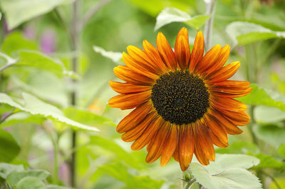 Close-up of a red sunflower in a garden