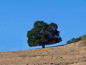 Tree on desert against clear blue sky