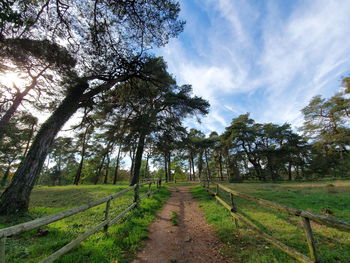 Footpath amidst trees on field against sky