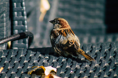 Close-up of bird perching on a metal