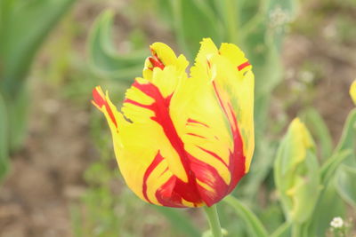 Close-up of flower blooming outdoors