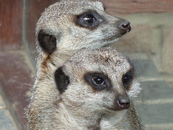 Close-up portrait of lion