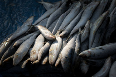 High angle view of fish for sale in market