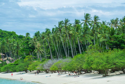 Scenic view of palm trees by sea against sky