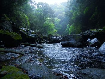 River flowing through rocks in forest