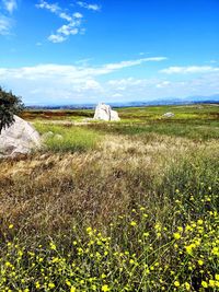 Scenic view of field against sky