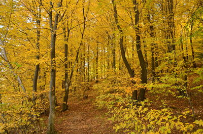 Trees in forest during autumn