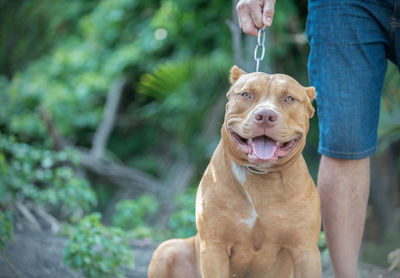 Midsection of man standing by dog