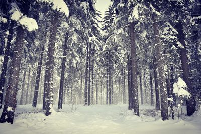 Trees in forest during winter