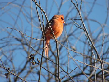 Low angle view of birds perching on branch