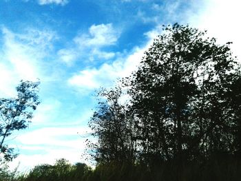 Low angle view of trees against sky