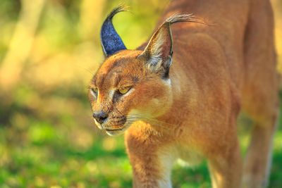 Close-up of a cat looking away