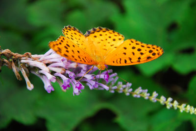 Close-up of butterfly on pink flower