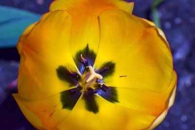 Close-up of yellow flowering plant