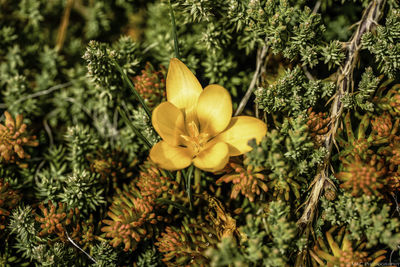 Close-up of yellow flowers growing on tree