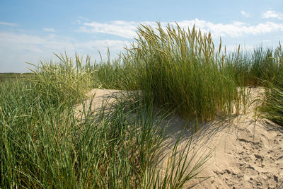 Grass growing on beach against sky