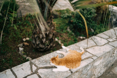 High angle view of cat on footpath