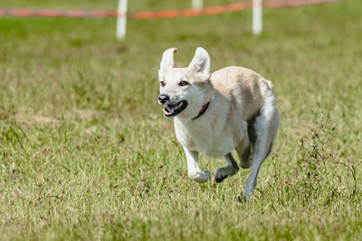 Dog flying moment of running across the field on lure coursing competition