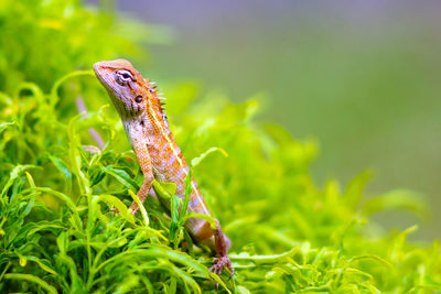 Close-up of insect on plant