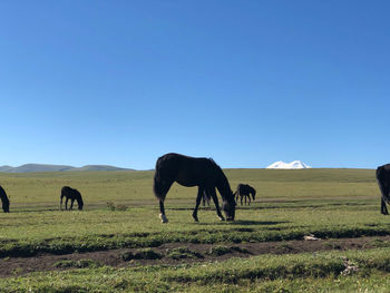 Horses grazing in a field