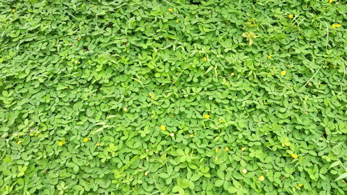 Full frame shot of green leaf