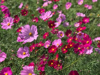 Close-up of pink cosmos flowers on field