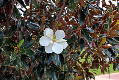 Close-up of white flowers