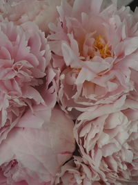Full frame shot of pink flowering plant