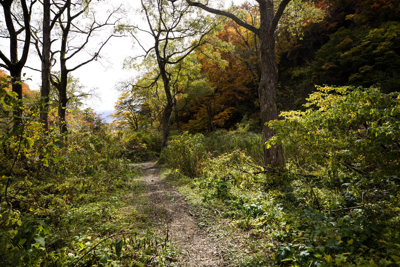 TREES AND PLANTS GROWING ON LAND