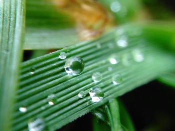 Close-up of water drops on leaf