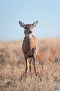 Portrait of giraffe on field against sky