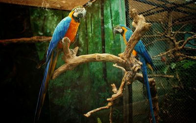 View of a bird perching on branch