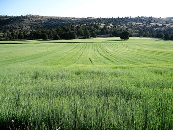 Scenic view of agricultural field