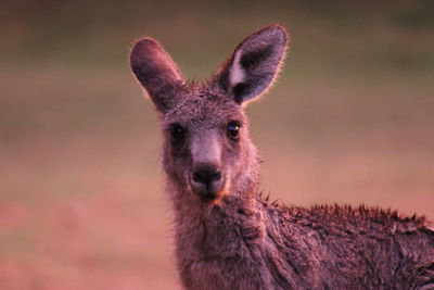 Portrait of kangaroo during sunset