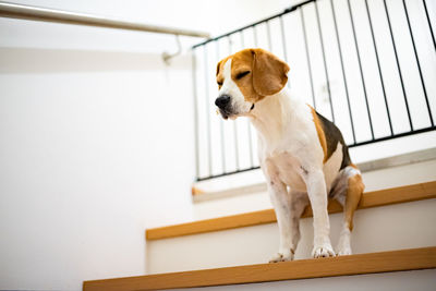 Sad beagle dog sitting on stairs, way to bedroom blocked with barrier.