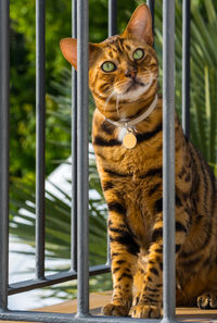animal