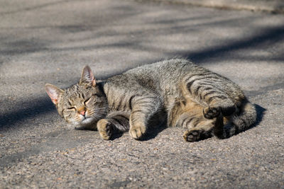 Cat relaxing outdoors